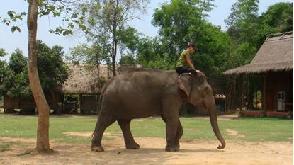 Picture of Luang Prabang – Elephant riding – Kuang Si Waterfalls- Butterfly Park
