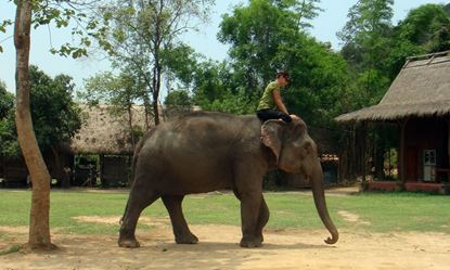 Picture of Luang Prabang - Elephant Village by scooter – Elephant riding